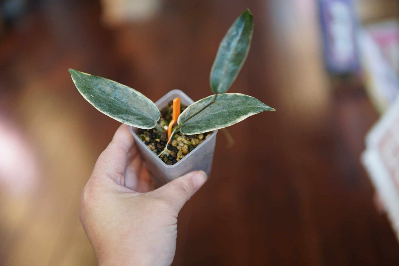 Hoya Archboldiana Albomarginata - Etsy