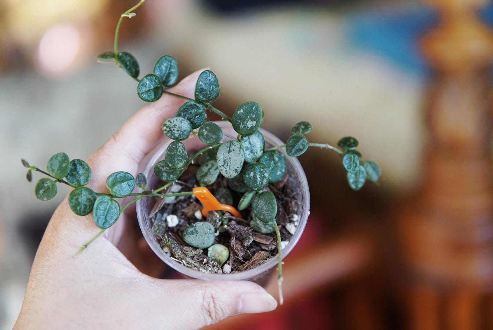 新到着 Hoya Etsy - Splash/silver Serpens その他観葉植物