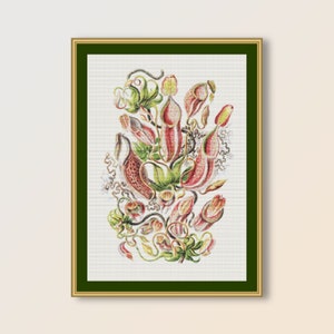 Padrão de ponto cruz Ernst Haeckel, Nepenthaceae, planta carnívora tropical, download digital instantâneo, gráfico botânico para impressão (468)