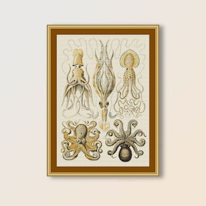 Ernst Haeckel Octopus Cross Stitch Pattern, Gamochonia, Instant Download Sealife Chart (715)