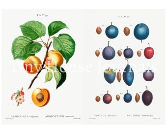 Vintage Fruit Digital Download