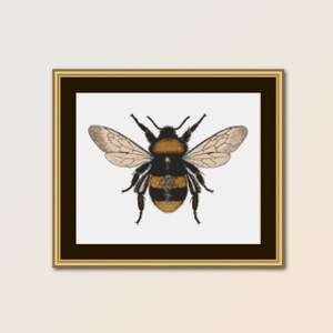 May include: A black and yellow bumblebee with brown wings is shown against a white background. The bumblebee is in flight with its wings spread out.