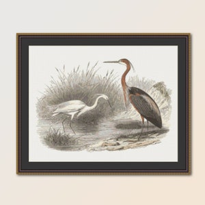 May include: A vintage illustration of two birds in a marsh setting. The birds are a white egret and a brown and red heron. The egret is standing in the water, while the heron is perched on a branch.