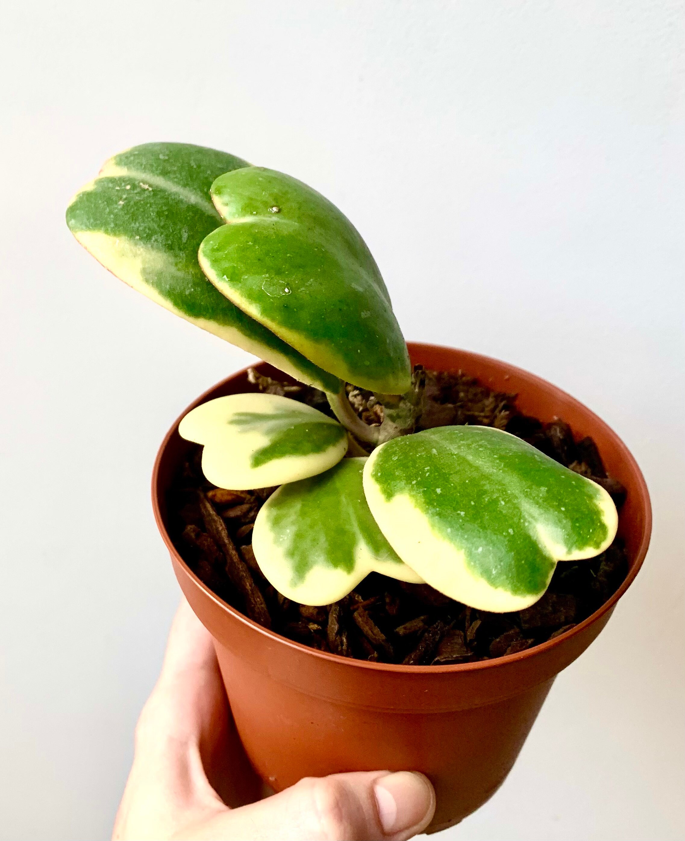 Hoya Kerrii Albomarginata - Variegata Rare