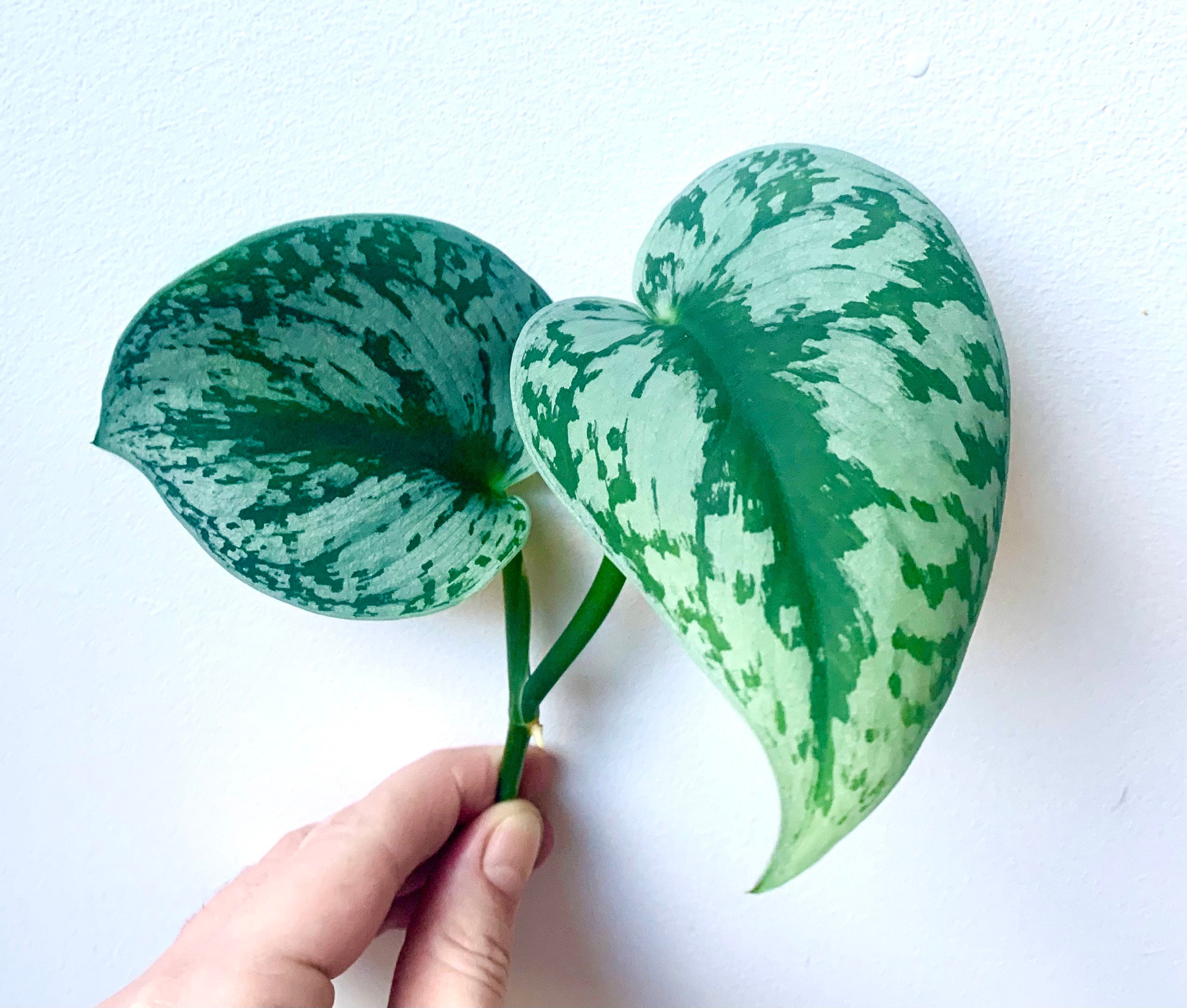 Pothos Exotica - Scindapsus Argenté