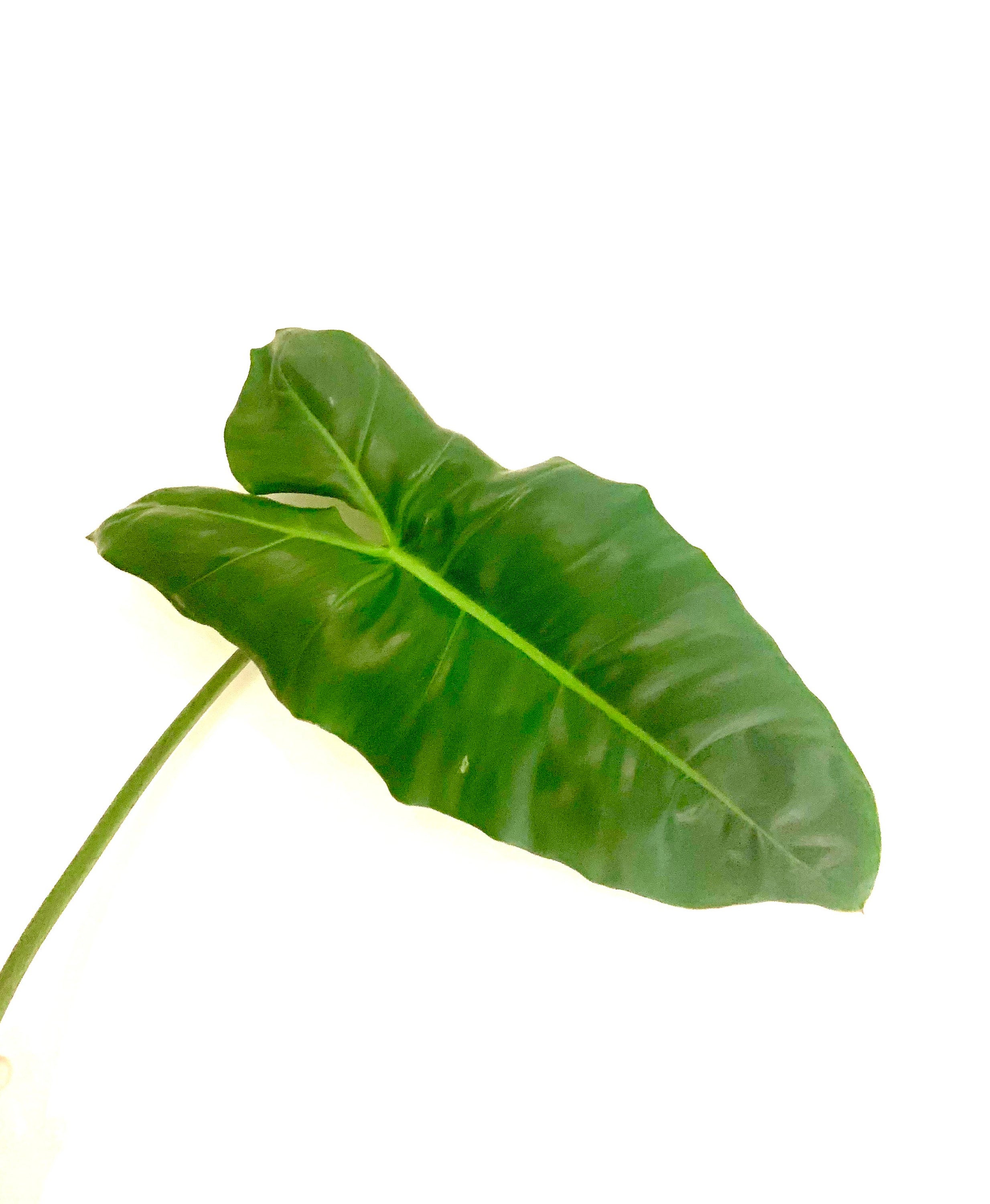 Philodendron Paraiso Verde - Rare