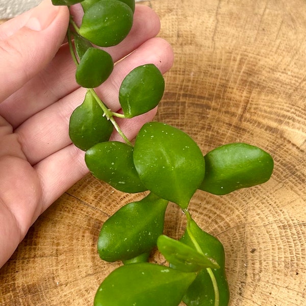 Hoya heuschkeliana green