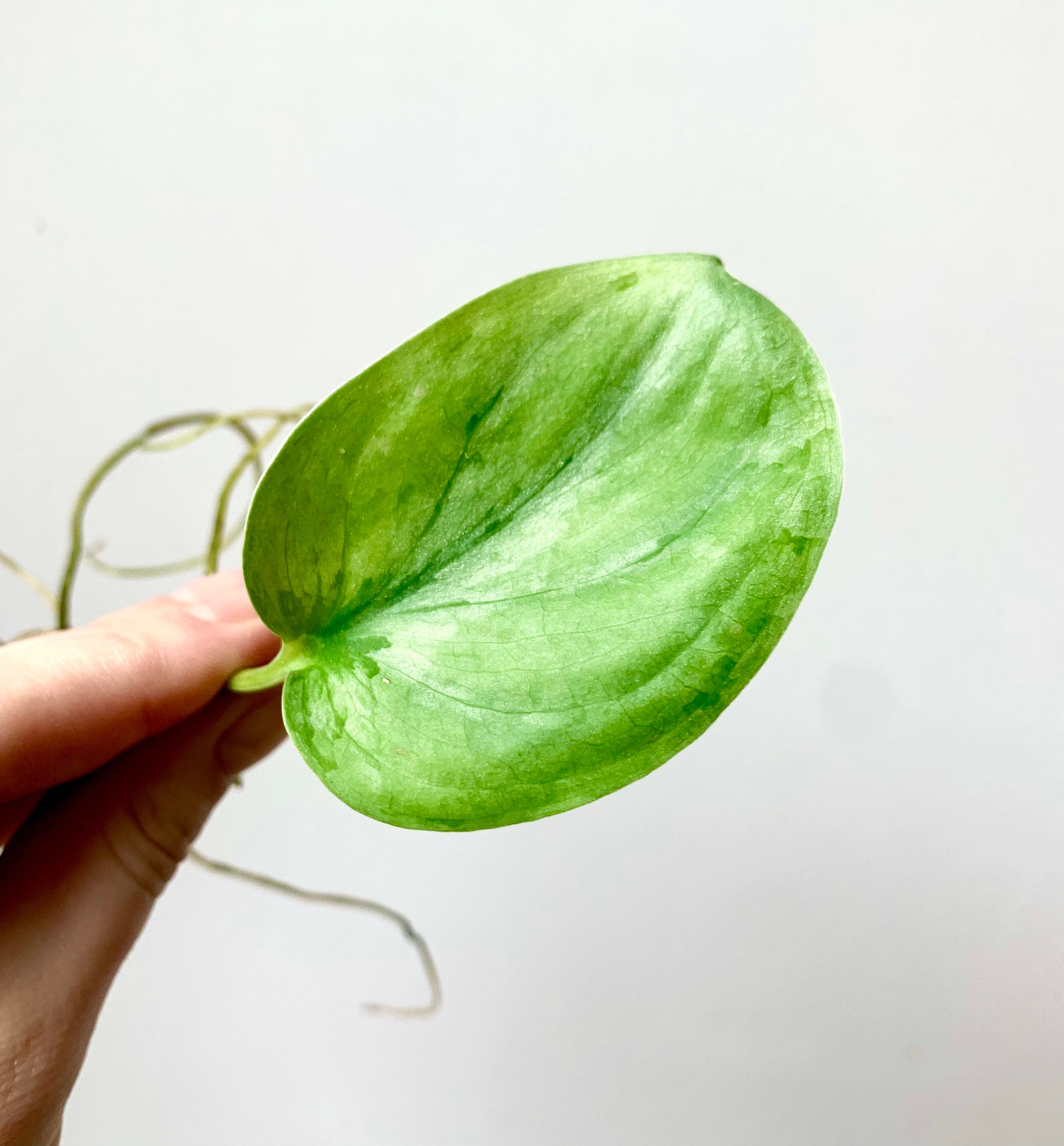 Pothos Silver Splash/Scindapsus Rare