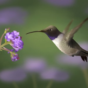 Black-Chinned Hummingbird - Luster Art Print || Animal Wall Art, Bird Home Decor, Wildlife Poster