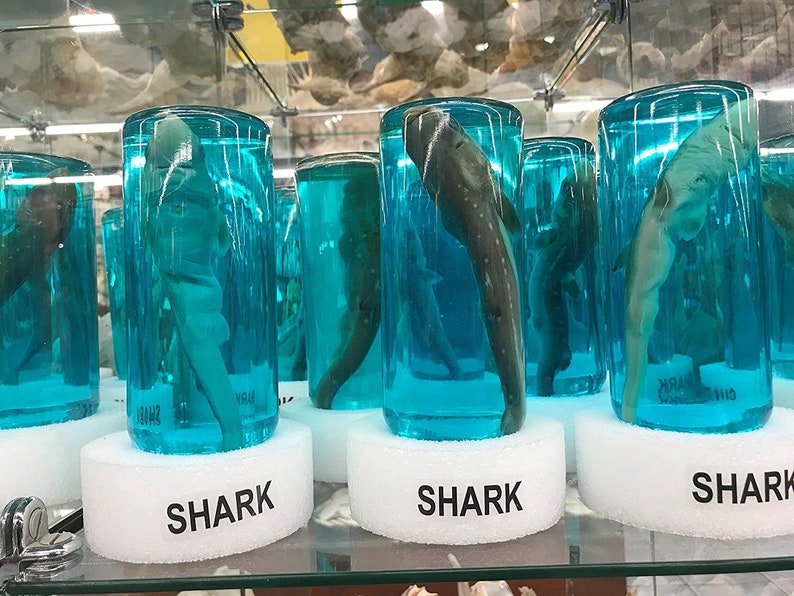 Real Authentic Shark in a Bottle Jar Marine Specimen Etsy
