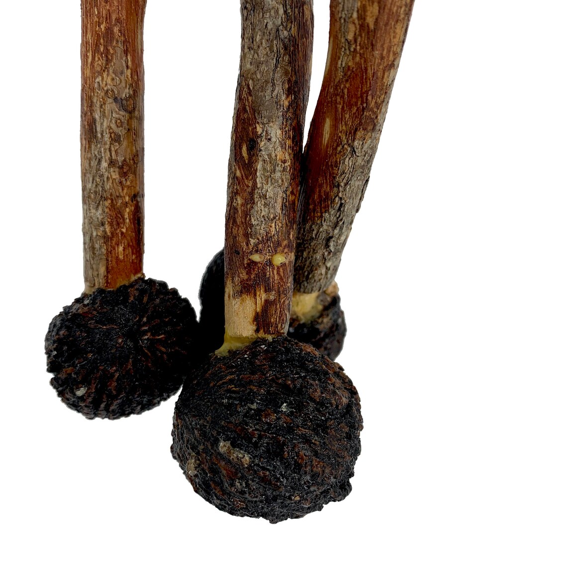 NUT Scratcher Handmade Wooden Perfect Novelty FUNNY GAG Etsy