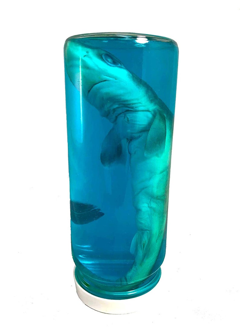 Real Authentic Shark in a Bottle Jar Marine Specimen Etsy