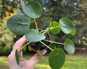 Pilea Peperomioides, Coin Plant, Chinese Money Plant Pilea Peperomioides Fully Rooted Plant Mailed in 2 quot Nursery Pot