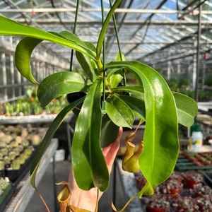 Carnivorous Pitcher Plant | Nepenthes Alata | 4" Hanging Basket