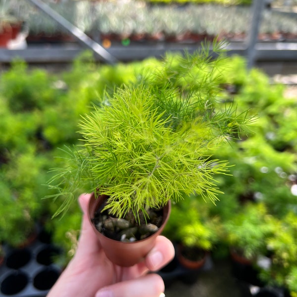 Asparagus Fern Etsy