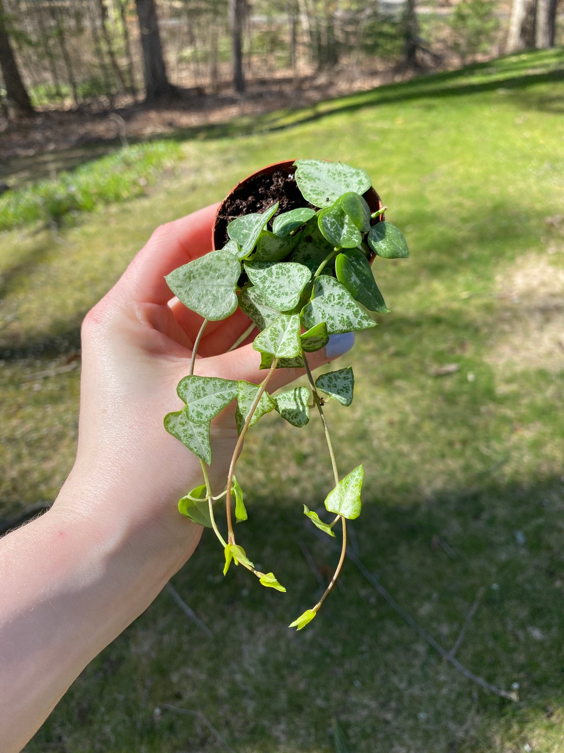 String of Arrows Long StrandString of Spades PLANT Etsy