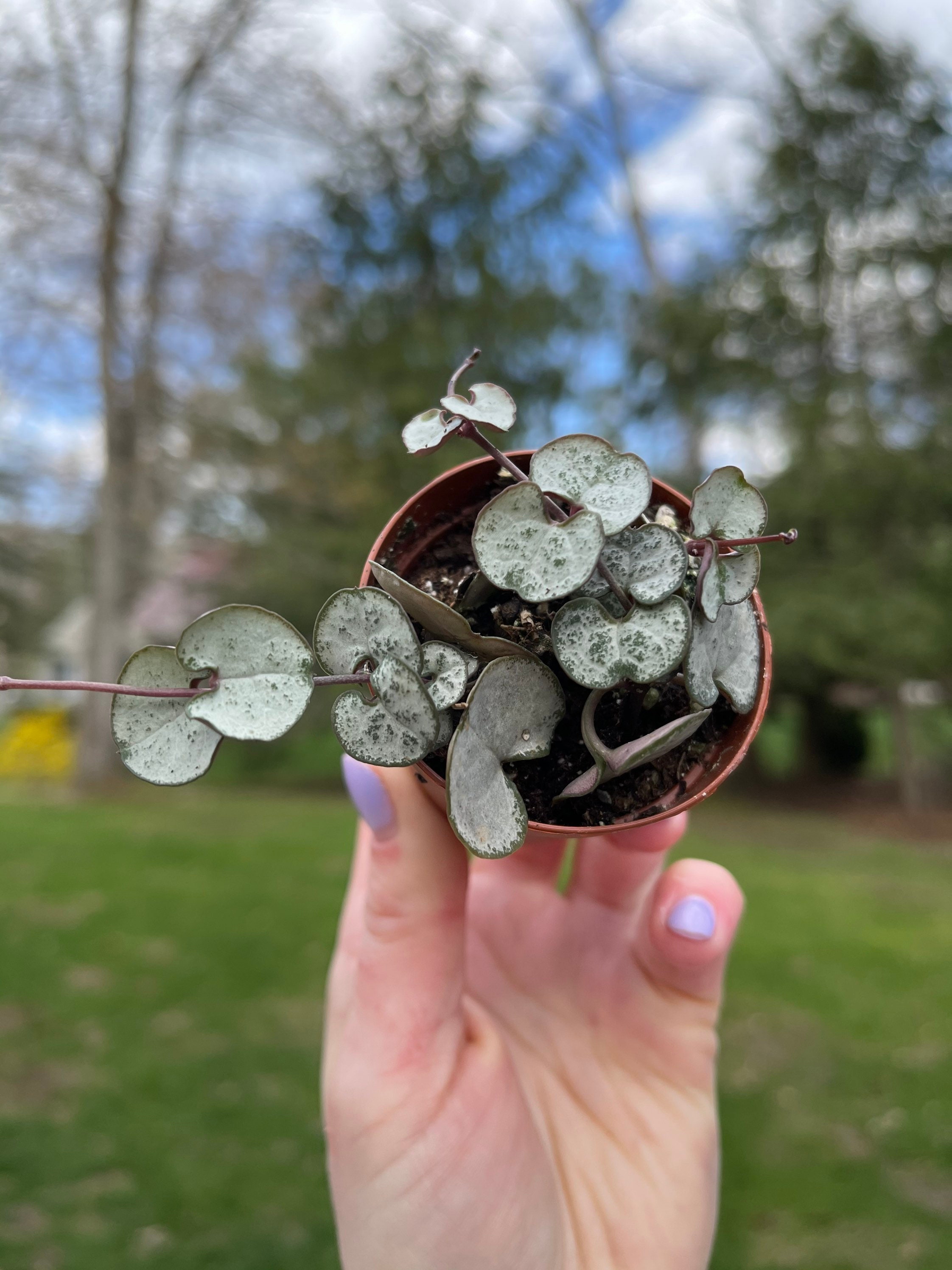 Ceropegia String Of Hearts