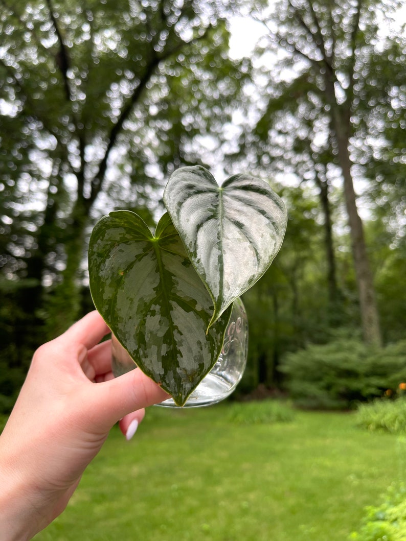 Philodendron Brandi Silver Leaf Philodendron Philodendron Etsy Belgie