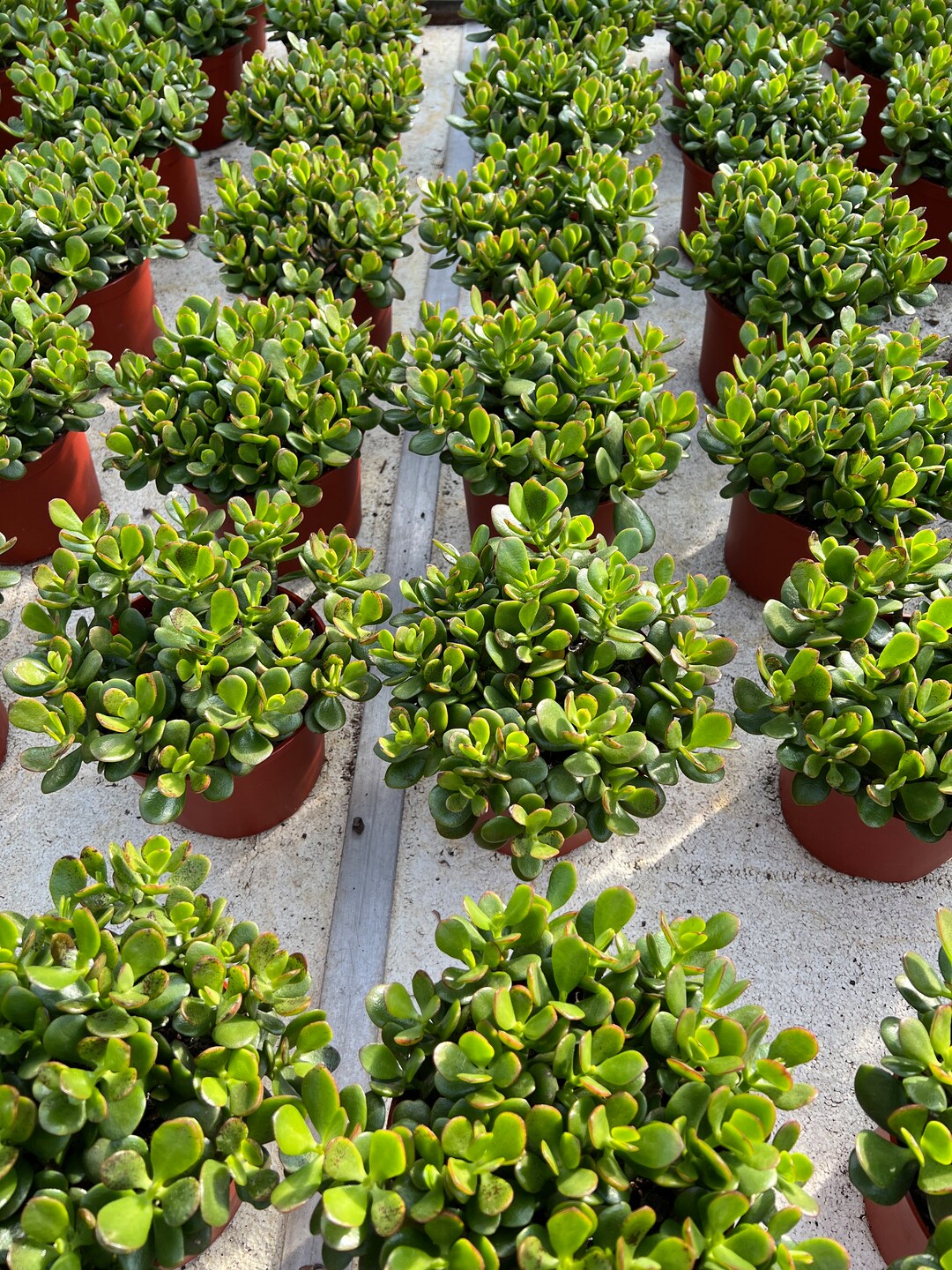 Jade Plant Large Classic Jade Plant Crassula Ovata Rooted Etsy