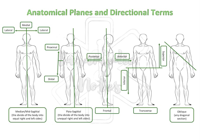 Anatomical Planes and Directional Terms Etsy