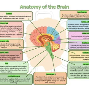 Könnte beinhalten: Diagramm der Anatomie des Gehirns. Die Abbildung zeigt einen Querschnitt des Gehirns mit beschrifteten Abschnitten, einschließlich des Frontallappens, des Temporallappens und des Hirnstamms. Text beschreibt die Funktionen jedes Teils. Das Diagramm ist lehrreich.