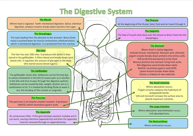 Intestines Labels The Digestive System - Etsy
