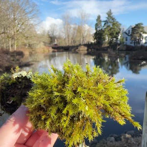 Fresh Green Moss: Organic Terrarium Fairy Garden Moss