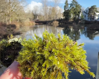 Fresh Green Moss: Organic Terrarium Fairy Garden Moss