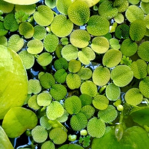 Salvinia Minima: Live Floating Aquarium Plant - Water Spangles