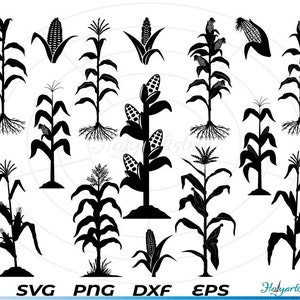 Puede incluir: Ilustraciones en blanco y negro de plantas de maíz, mostrando diversas etapas de crecimiento, incluyendo tallos con raíces, mazorcas y hojas. La imagen incluye el texto "SVG PNG DXF EPS".