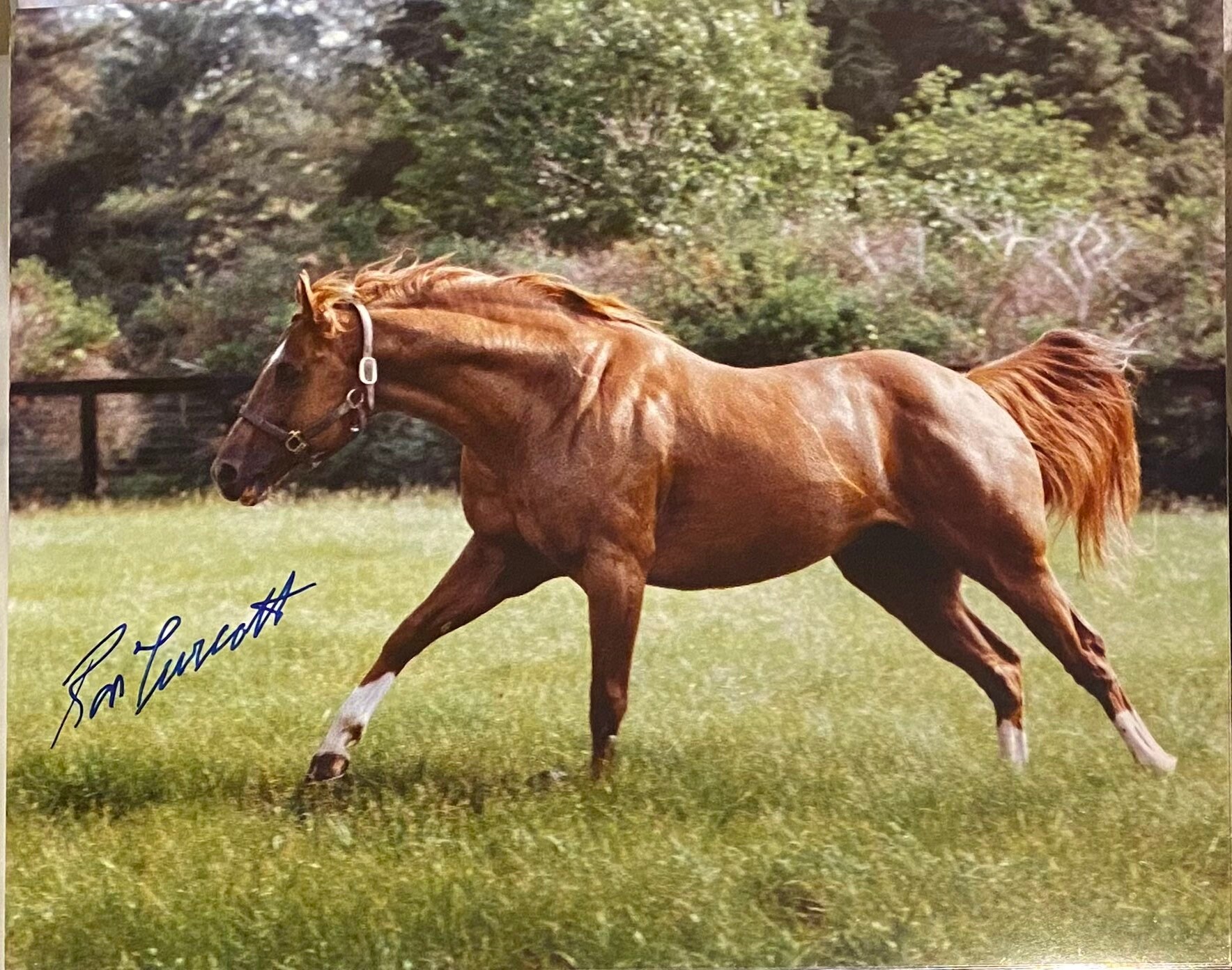 Secretariat photograph  hand signed by Ron Turcotte hall of fame rider !  The greatest triple crown! 8x10 glossy