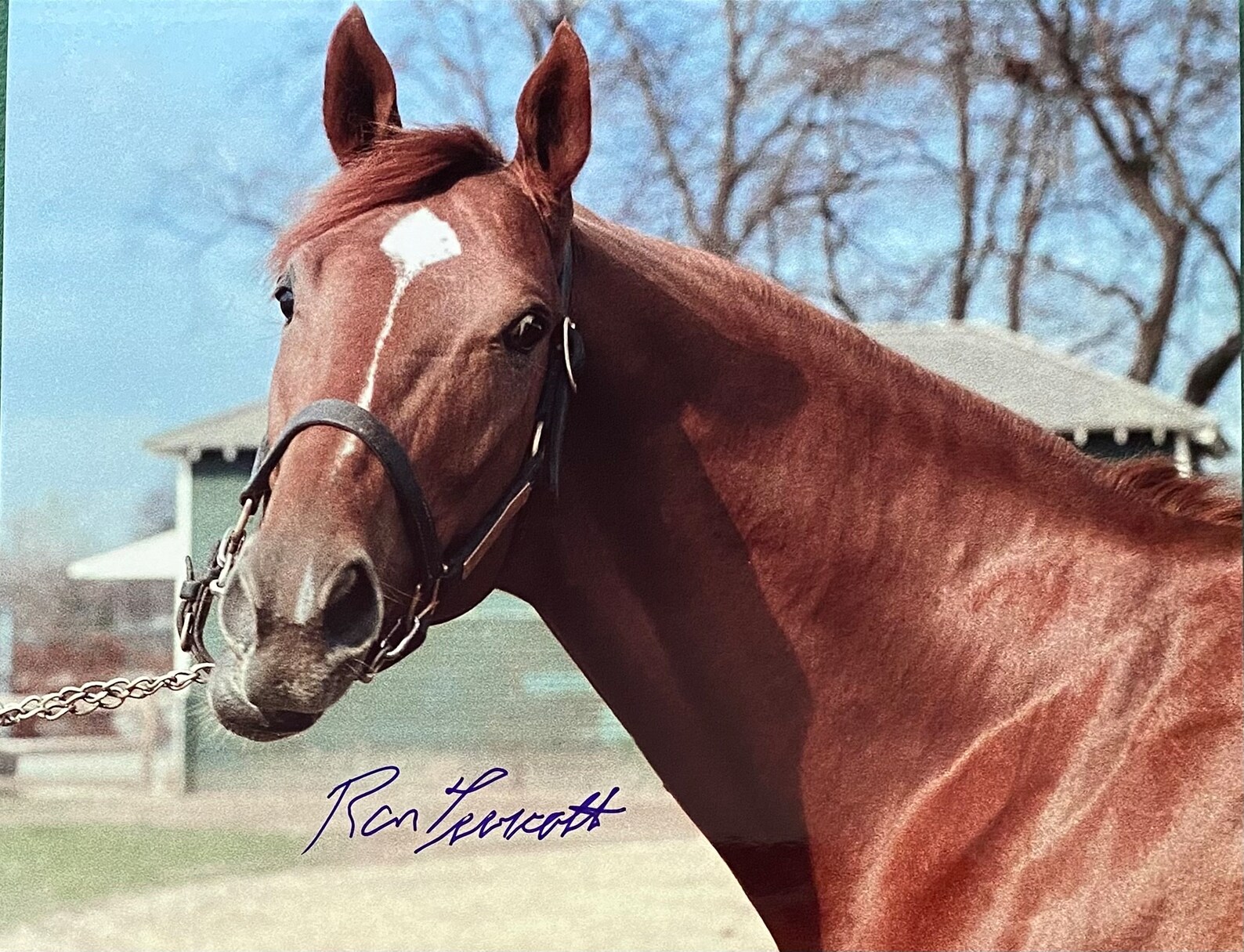 Secretariat Photograph Ron Turcotte Autograph Signed in Blue Sharpie ...