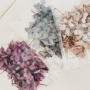 Preserved hydrangea