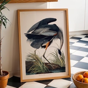 Vintage Bird Print: Great Blue Heron by John James Audubon (Birds Of America Giclée Art Print) Animal Wall Art / Home Decor available framed
