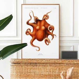 Octopus (Vintage Aquatic Animal Illustration) A4 A3 A2 Hi Res Giclée Art Print / Poster, also available Framed