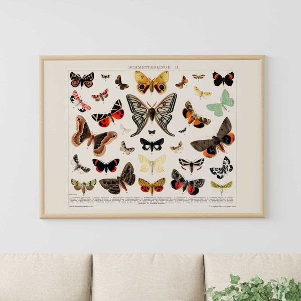 Butterflies & Moths / Schmetterlinge II (Vintage Lithograph Illustration) A4 A3 A2 Hi-Res Giclée Art Print / Poster, also available Framed