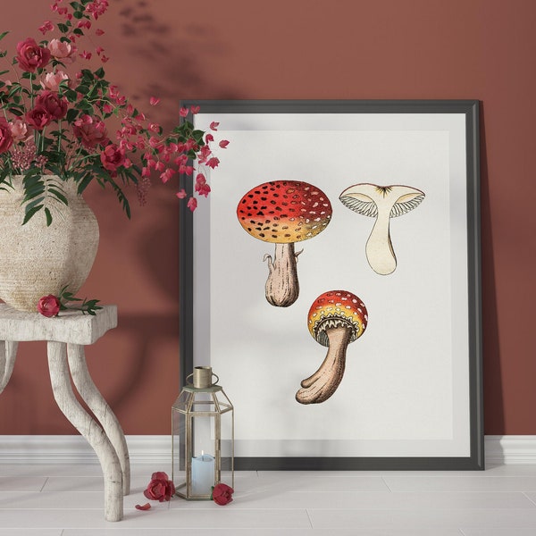 Fly Agaric Mushroom (Vintage Funghi Illustration from 'Medical Botany') Hi-Res Giclée Art Print, also available Framed