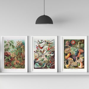 Ernst Haeckel: Juego de 3 impresiones botánicas (musgos, pájaros y anémonas) (impresiones artísticas Giclée de primera calidad) Arte mural de pájaros / Decoración del hogar disponible enmarcado