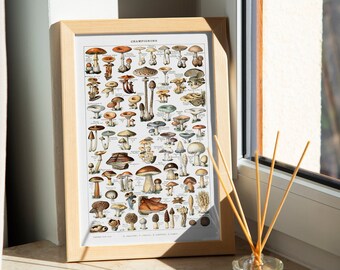 Champignons by Adolphe Millot (Vintage Mushroom Diagram Chart Poster) Giclée Art Print, also available Framed