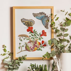 MARIA SIBYLLA MERIAN - granaatappelboom met rups en vlinder (botanische illustratie) hi-res gicléekunstdruk, ook beschikbaar ingelijst