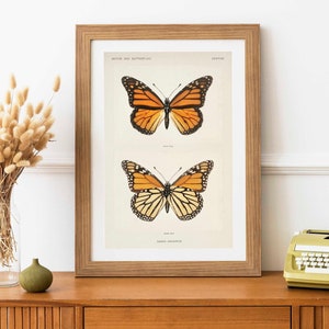 Monarchfalter (Vintage Illustration von Moths & Butterflies aus den Vereinigten Staaten) Hi Res Giclée Kunstdruck, auch gerahmt erhältlich