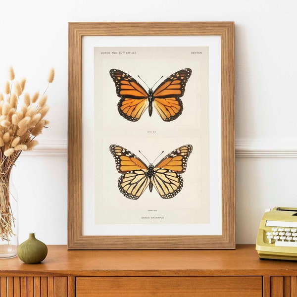 Monarch Butterfly (Vintage Illustration from Moths & Butterflies of the United States) Hi Res Giclée Art Print, also available Framed