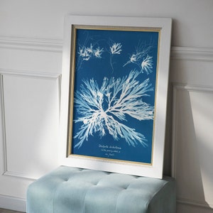 Anna Atkins-print: Dictyota Dichotoma (Giclée-kunstafdruk van vintage botanische fotografie) blauwe muurkunst / woondecoratie beschikbaar ingelijst
