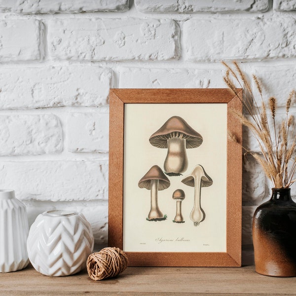 Agaricus Bulbosus Mushroom (Vintage Funghi Illustration from 'Medical Botany') Hi-Res Giclée Art Print, also available Framed