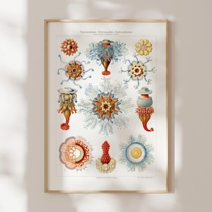 Può includere: Una stampa vintage incorniciata con illustrazioni colorate di vari organismi marini. L'opera d'arte presenta raffigurazioni dettagliate di creature simili a meduse in tonalità di rosso, blu, arancione e giallo, con motivi intricati. La stampa è racchiusa in una cornice dorata.