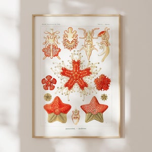 Ernst Haeckel Print: Starfish (Asteridea) (Premium Giclée Art Print of Aquatic Sea Animals) Vintage Wall Art / Home Decor available Framed