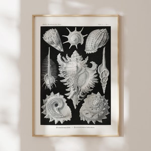 Ernst Haeckel Druck: Muscheln (Prosobranchia) (Premium Giclée Kunstdruck von schwarz-weiß Poster) Wandkunst / Home Decor auch mit Rahmen erhältlich