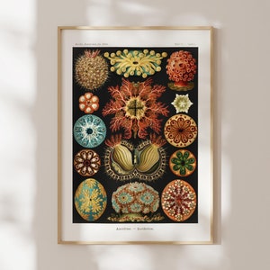 Ernst Haeckel Print: Sea Squirts (Ascidiae) (Premium Giclée Art Print of Aquatic Sea Animals) Vintage Wall Art / Home Decor available Framed