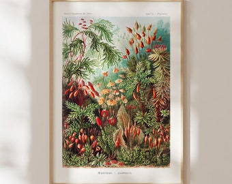 Ernst Haeckel Print: Mosses (Muscinae) (Premium Giclée Art Print of Botanical Illustration) Plant Wall Art / Home Decor available Framed