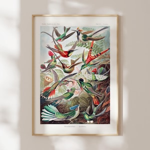 Ernst Haeckel Druck: Kolibris (Giclée Kunstdruck von botanischer Illustration) Vogel-Wandkunst / Wohndekor mit oder ohne Rahmen erhältlich